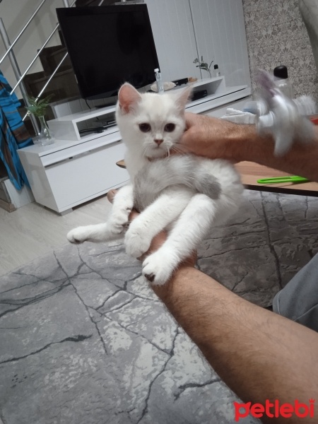 British Longhair, Kedi  Bulut fotoğrafı