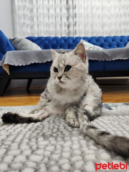 British Shorthair, Kedi  Peri fotoğrafı