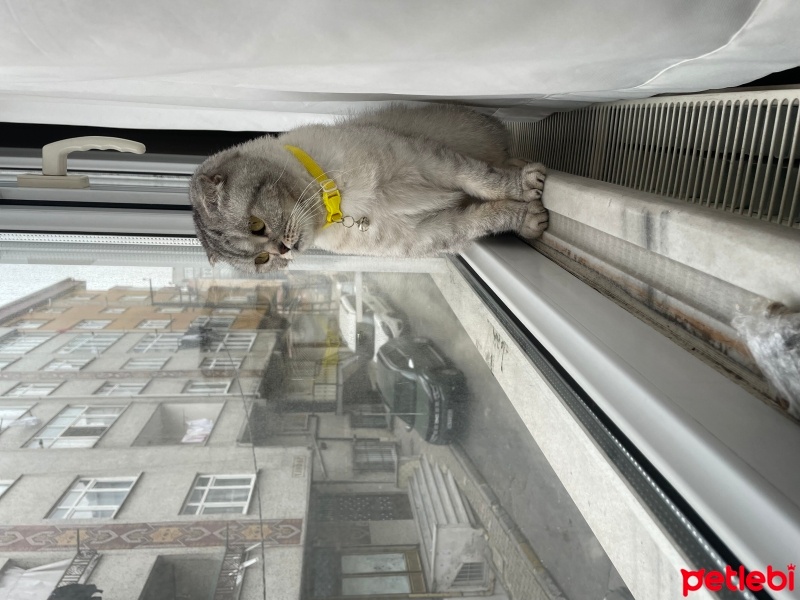 Scottish Fold, Kedi  Mars fotoğrafı
