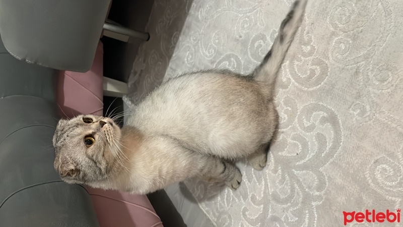 Scottish Fold, Kedi  Mars fotoğrafı