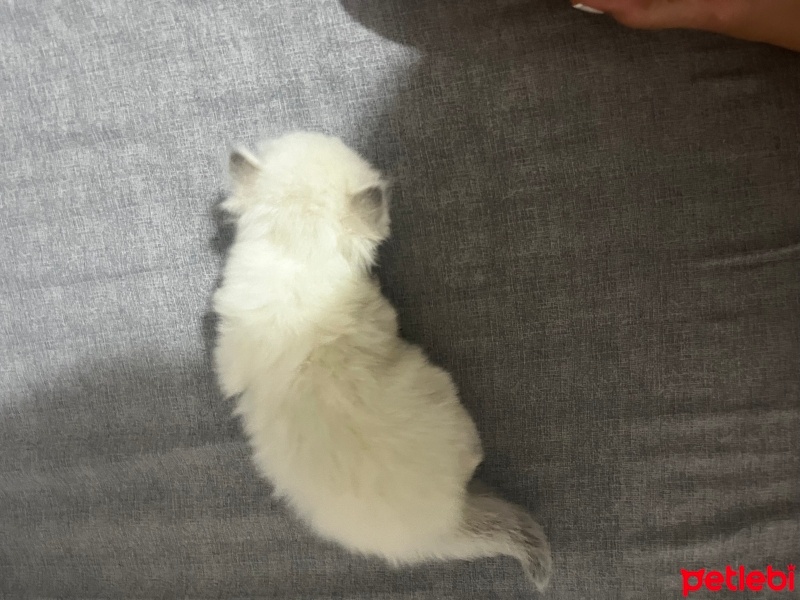 British Longhair, Kedi  Biritsh long ve short hair fotoğrafı
