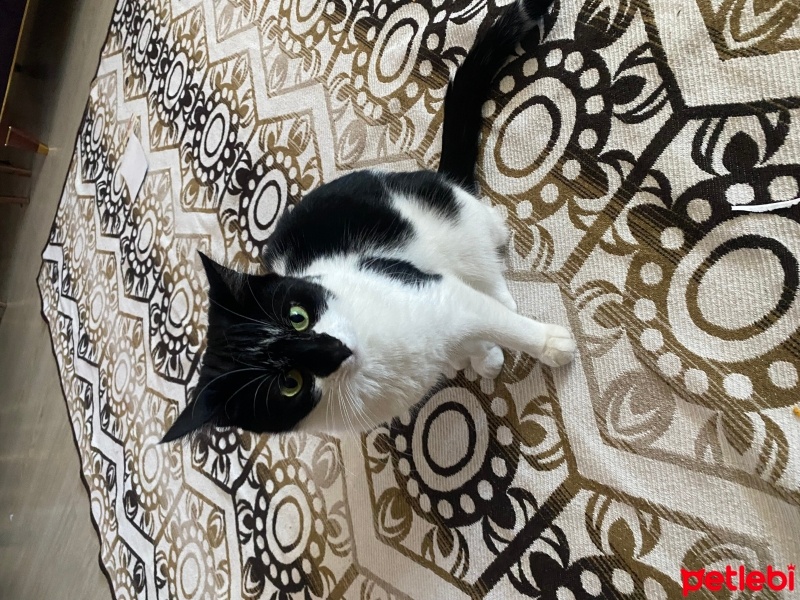 Tuxedo (Smokin) Kedi, Kedi  Müezza fotoğrafı