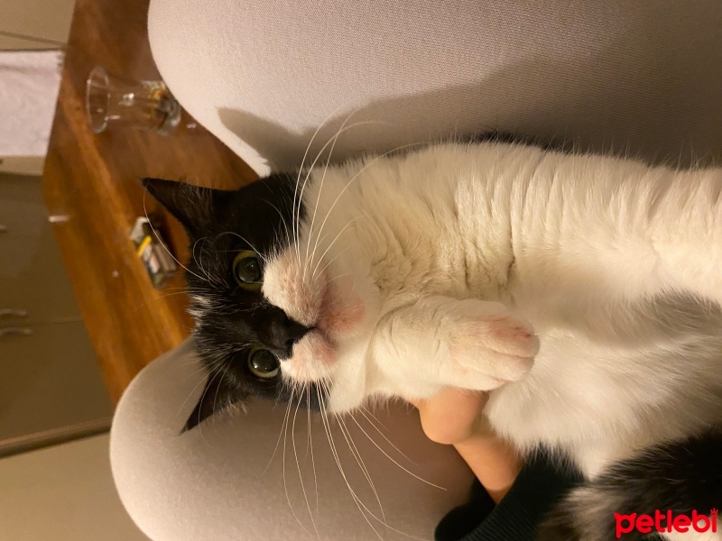 Tuxedo (Smokin) Kedi, Kedi  Müezza fotoğrafı
