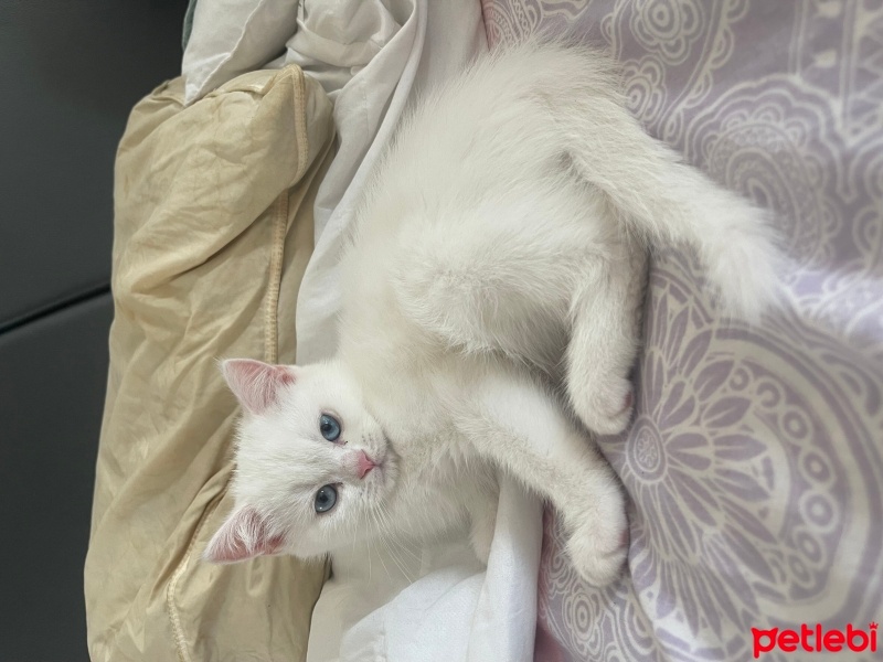 British Shorthair, Kedi  Bebek fotoğrafı