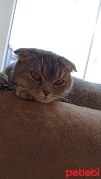 Scottish Fold, Kedi  Badem fotoğrafı