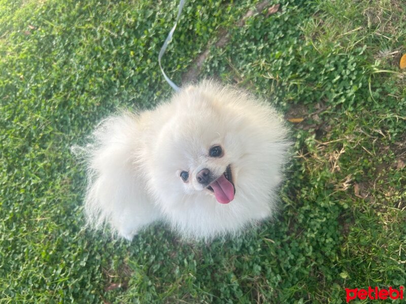 Pomeranyalı, Köpek  Pamuk fotoğrafı