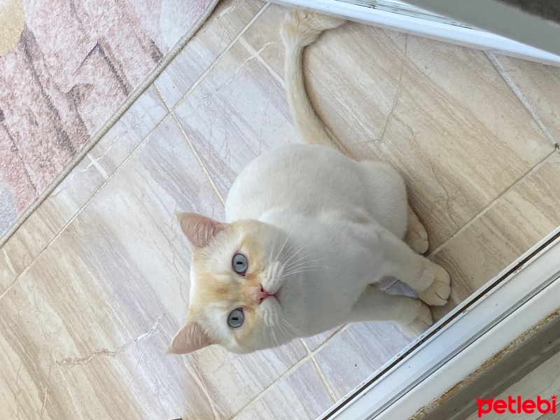 British Shorthair, Kedi  Milk fotoğrafı