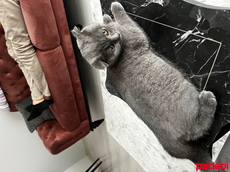 British Shorthair, Kedi  Bihter fotoğrafı