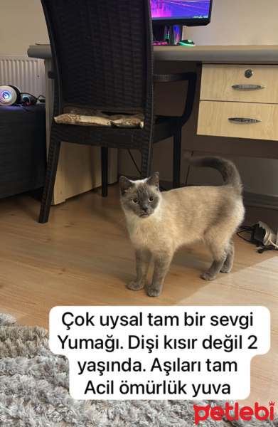 British Shorthair, Kedi  Eylül fotoğrafı