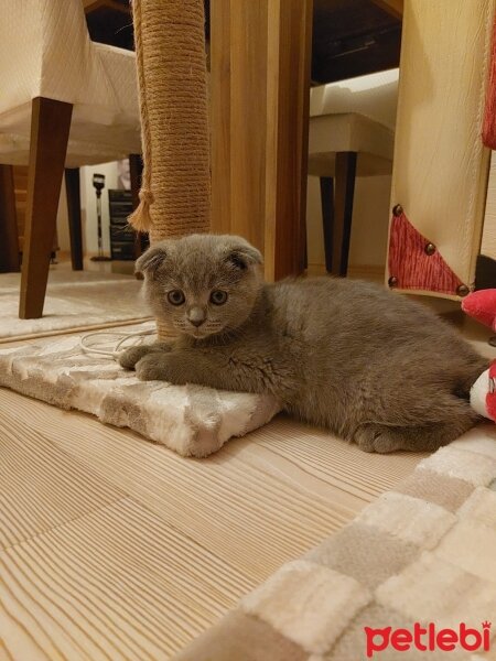 Scottish Fold, Kedi  Scotish fold fotoğrafı