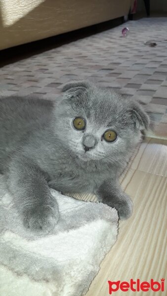 Scottish Fold, Kedi  Scotish fold fotoğrafı