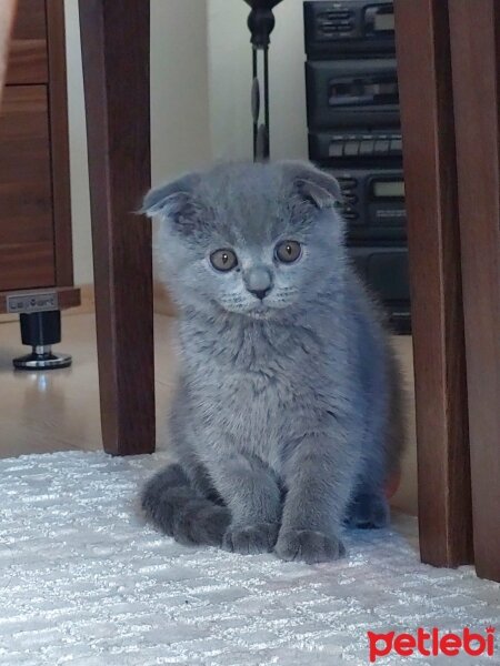 Scottish Fold, Kedi  Scotish fold fotoğrafı