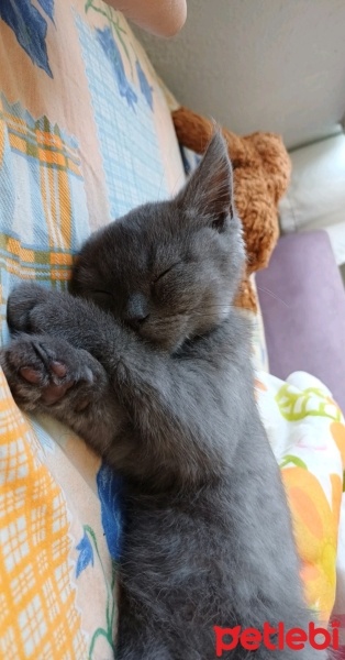 British Shorthair, Kedi  Miço fotoğrafı