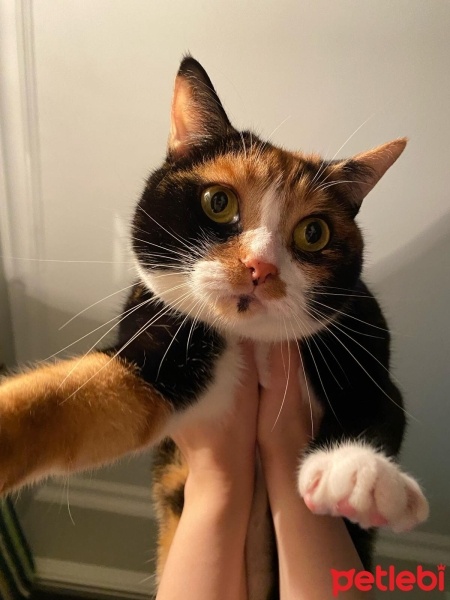 Tekir Kedi, Kedi  Bingo fotoğrafı