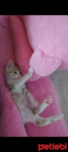 Tekir Kedi, Kedi  şımarık fotoğrafı