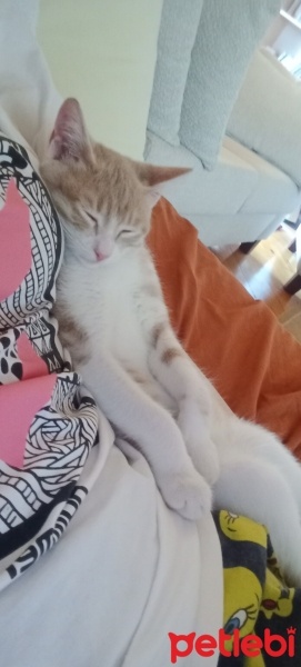 Tekir Kedi, Kedi  şımarık fotoğrafı