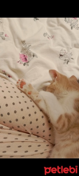 Tekir Kedi, Kedi  şımarık fotoğrafı