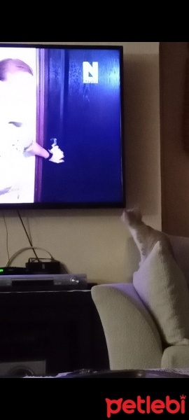 Tekir Kedi, Kedi  şımarık fotoğrafı