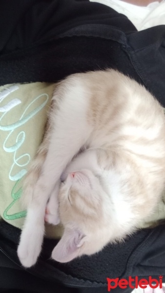 Tekir Kedi, Kedi  şımarık fotoğrafı