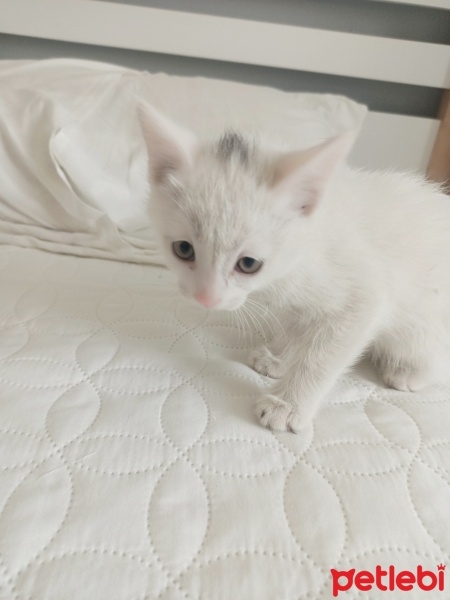 Ankara Kedisi, Kedi  Pamuk fotoğrafı