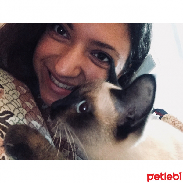 Siyam Kedisi, Kedi  Şekerpare fotoğrafı
