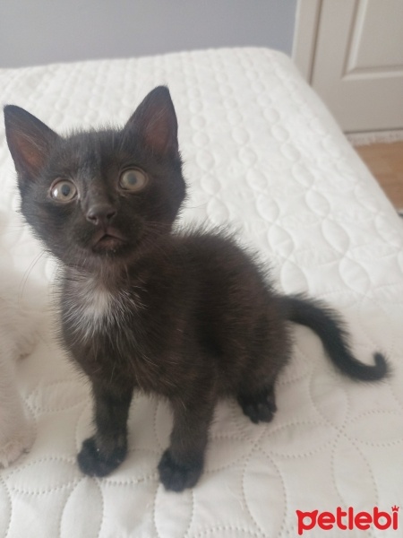 Bombay, Kedi  Kömür fotoğrafı