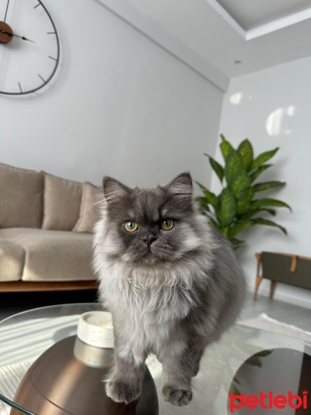 British Longhair, Kedi  Simba fotoğrafı