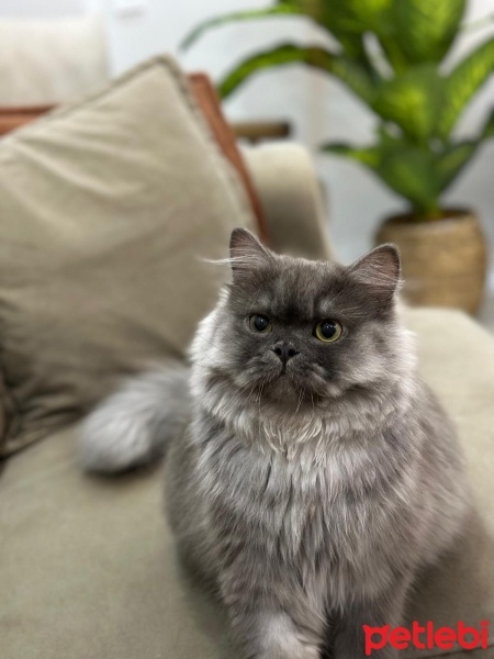 British Longhair, Kedi  Simba fotoğrafı