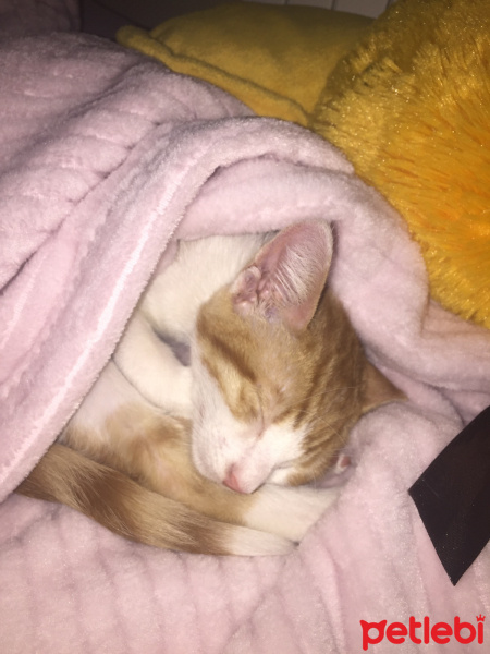 Manx, Kedi  Daisy fotoğrafı