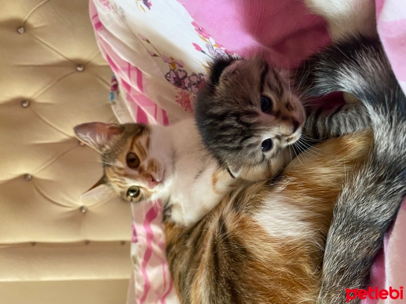 Tekir Kedi, Kedi  turta fotoğrafı