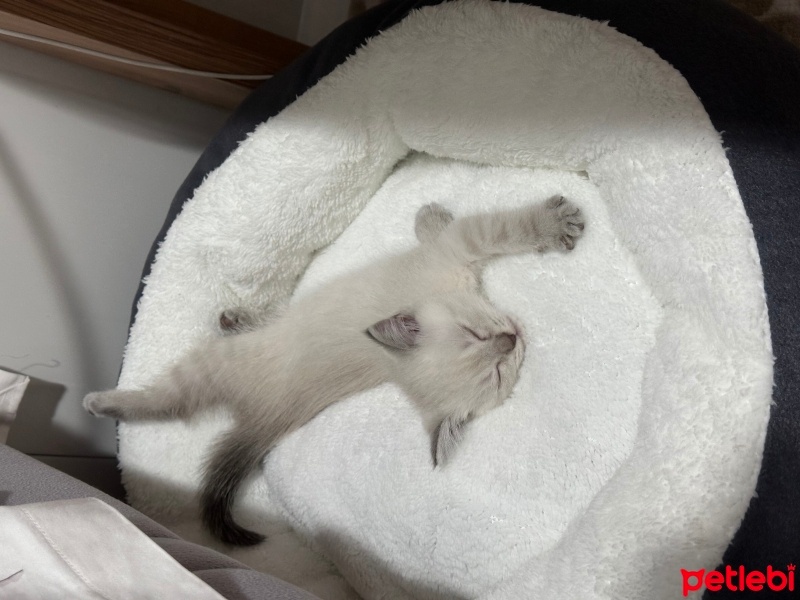 Scottish Fold, Kedi  Luna fotoğrafı