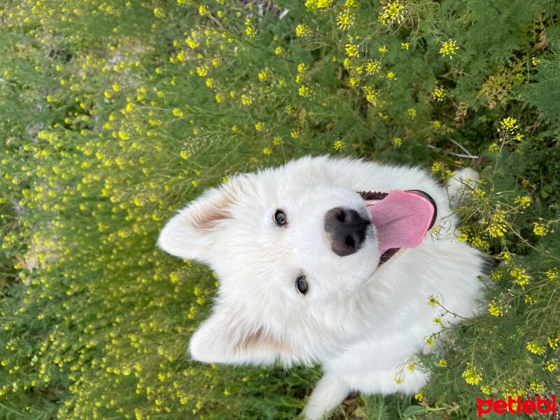 Sibirya Kurdu (Husky), Köpek  Alas fotoğrafı