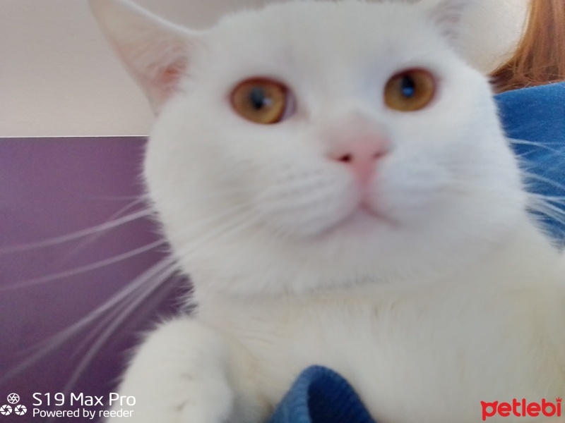 British Shorthair, Kedi  Vanilya fotoğrafı