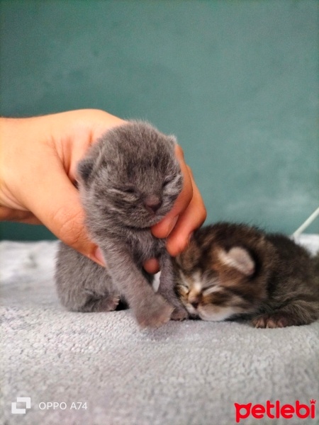 Scottish Fold, Kedi  Boncuk fotoğrafı