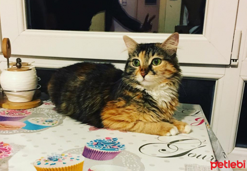 Tekir Kedi, Kedi  Tarçın fotoğrafı