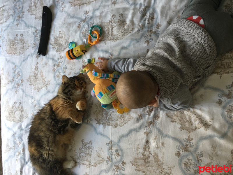 Tekir Kedi, Kedi  Tarçın fotoğrafı