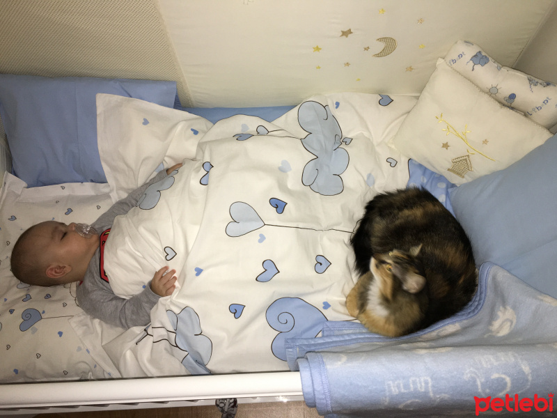 Tekir Kedi, Kedi  Tarçın fotoğrafı