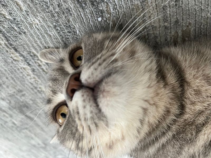 British Shorthair, Kedi  Luna fotoğrafı