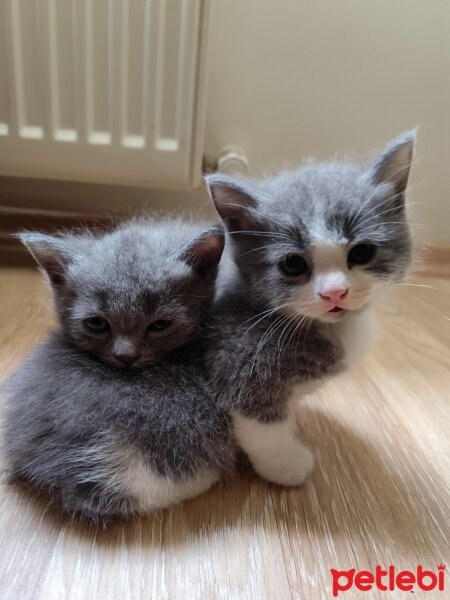 Brazilian Shorthair, Kedi  British Shorthair fotoğrafı