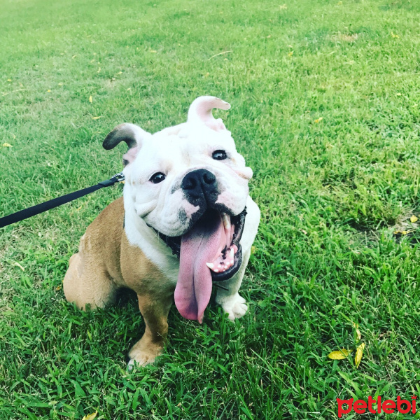 İngiliz Bulldog, Köpek  Paşa fotoğrafı