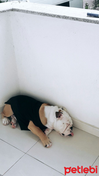 İngiliz Bulldog, Köpek  Paşa fotoğrafı