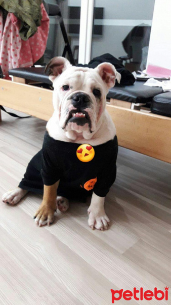 İngiliz Bulldog, Köpek  Paşa fotoğrafı