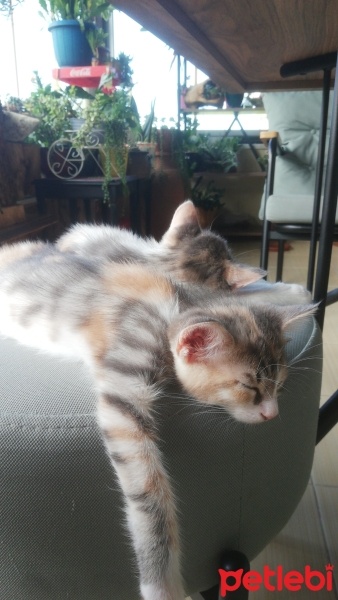Tekir Kedi, Kedi  yok fotoğrafı