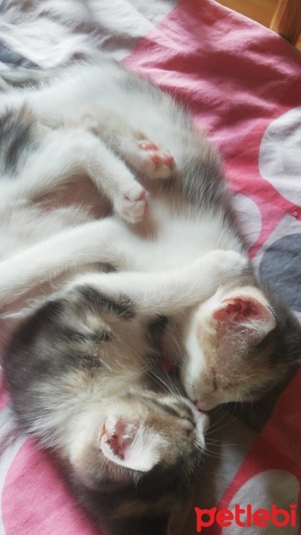 Tekir Kedi, Kedi  yok fotoğrafı
