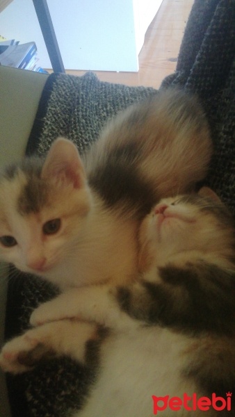 Tekir Kedi, Kedi  yok fotoğrafı