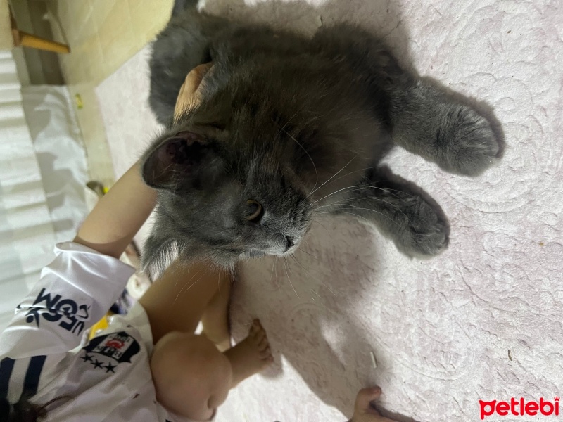 British Longhair, Kedi  Cio fotoğrafı