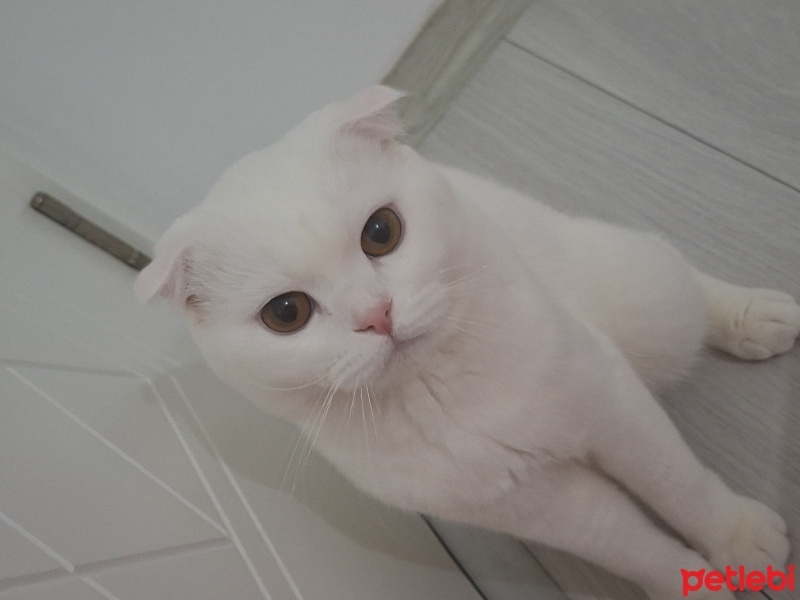 Scottish Fold, Kedi  Bulut fotoğrafı
