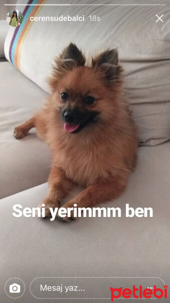 Pomeranyalı, Köpek  Hera fotoğrafı