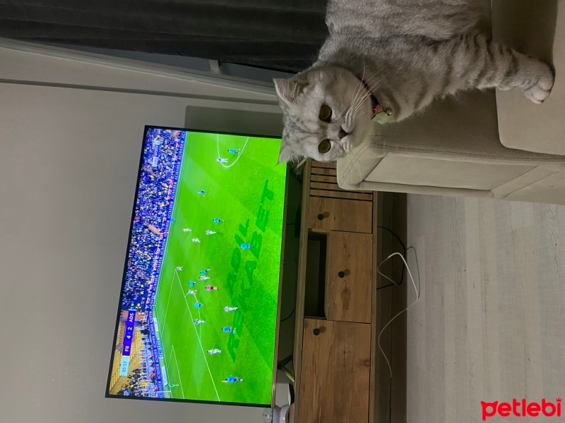 Scottish Fold, Kedi  Paşa fotoğrafı