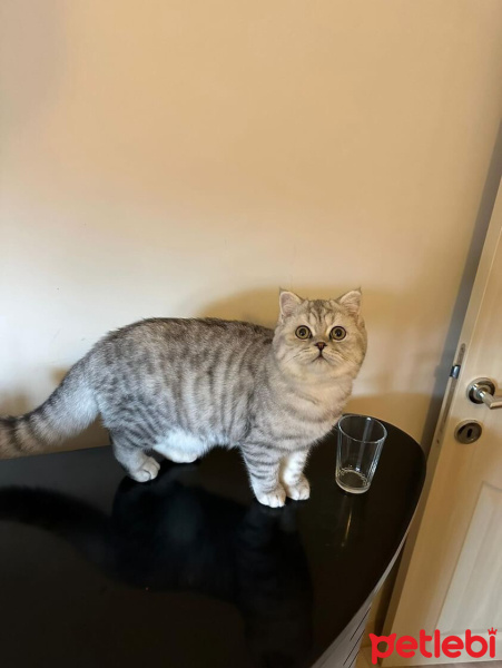 Scottish Fold, Kedi  Paşa fotoğrafı